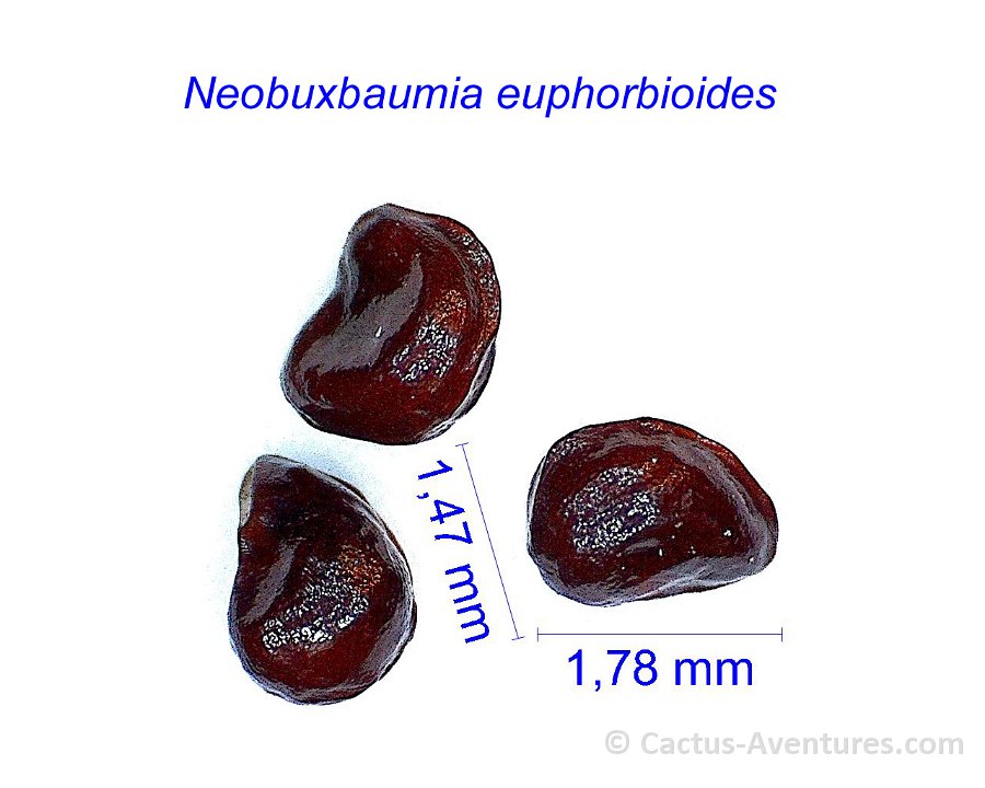 Neobuxbaumia euphorbioides JL